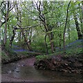 SK3780 : Stream through Bridle Road Wood, Moss Valley Woodlands by A J Paxton