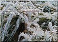 NJ3864 : Hoar Frost by Anne Burgess