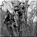 TQ4794 : Detail of dead pollarded tree, Hainault Forest by Roger Jones