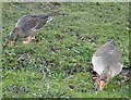 SP9213 : Greylag Geese (Anser anser) beside Marsworth Reservoir by Rob Farrow