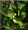 SX9268 : Primrose by the coast path by Derek Harper