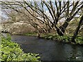 SP3681 : River Sowe with willows, Henley Green by A J Paxton