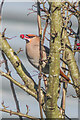 TQ2852 : Waxwing (Bombycilla garrulus) by Ian Capper