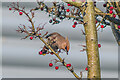 TQ2852 : Waxwing (Bombycilla garrulus) by Ian Capper