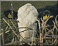 J5877 : Cattle near Donaghadee by Rossographer