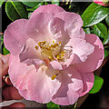 SO6023 : Camellia japonica 'Nuccio's Pearl' by Jonathan Billinger