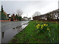 SO8693 : Wombourne Daffs by Gordon Griffiths