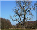 NZ0850 : Field tree beside the Derwent by Robert Graham