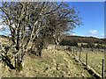 NY9550 : Bridleway near Stot Hill by Adrian Taylor