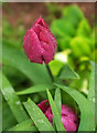 SX9065 : Tulip in the rain, Torre by Derek Harper