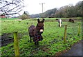 NZ1156 : Donkey at Blackhall Mill by Robert Graham