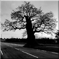 SP3474 : The Baginton Oak by A J Paxton