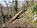 SK2069 : Fallen tree blocking the path through Worm Wood by Ian Calderwood