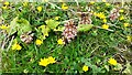 SD9454 : Butterbur and celandine beside Leeds & Liverpool Canal by Luke Shaw