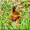 SZ5785 : Red Squirrel, Alverstone Mead Nature Reserve by Ian Capper