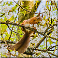 SZ5785 : Red Squirrel, Alverstone Mead Nature Reserve by Ian Capper