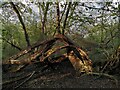 SP3980 : 'Banana peel' tree, Coombe Abbey Park by A J Paxton