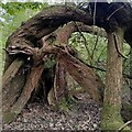 SP3980 : Twisted willow, Coombe Abbey Park by A J Paxton