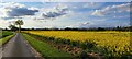 TM3961 : Looking west along Red Lane towards Sternfield by Christopher Hilton