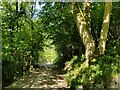 SJ6503 : The Shropshire Way in Benthall Edge Wood by Mat Fascione