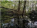 SP3980 : Pond in the woods II, Coombe Abbey Park by A J Paxton