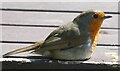 SW9339 : Squatting Robin (Erithacus rubecula) by Rob Farrow