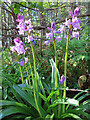 NJ3358 : Hybrid Bluebells (Hyacinthoides x massartiana) by Anne Burgess