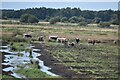 SD4214 : Longhorn cattle at Martin Mere by Bill Boaden