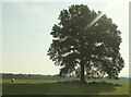 ST9617 : Sheep beneath oak, Woodcutts Common by Derek Harper