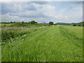 SK5233 : Floodbank at Barton in Fabis by Jonathan Thacker