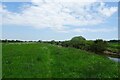 SE5841 : River bank near Acaster Selby by DS Pugh