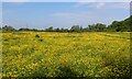 SE5754 : Buttercups on Rawcliffe Ings by Chris Heaton