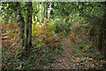 SX7879 : Woodland, Yarner Wood by Derek Harper