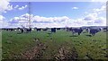 NY2850 : Cows and pylon in field east of Parton by Roger Templeman