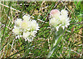 NN2856 : Mountain Everlasting (Antennaria dioica) by Anne Burgess