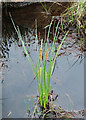 NN3255 : Sedge (Carex) by Anne Burgess