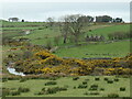 J2929 : Gorse flowering along the Shimna River by Christine Johnstone