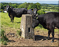 H9692 : Aughrim Hill Triangulation Pillar by Rossographer