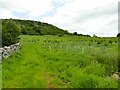 SD7768 : Newly planted trees by Flascoe Lane by Stephen Craven