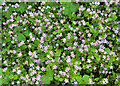 NJ9146 : Pink Purslane (Claytonia sibirica) by Anne Burgess