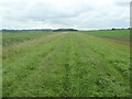 SE8522 : Public footpath on the west bank of the River Trent by Christine Johnstone