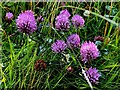 H5483 : Purple clover, Fallagh Middle by Kenneth  Allen