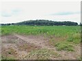 SE5930 : Maize field off Barff Lane, Brayton by Stephen Craven