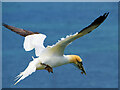 TA1974 : Gannet carrying nesting material off the cliffs at Bempton by David Dixon