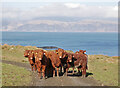 NM7413 : Luing cattle, by South Cuan by Craig Wallace