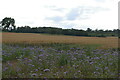 TM3574 : Wheat field and borage, south of Cookley Road by Christopher Hilton