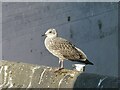 TG5206 : Immature gull on a rooftop by Alan Murray-Rust