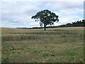 SO5499 : Tree in a wheatfield, below Netherwood Coppice by Christine Johnstone