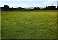  : Sheep at Bridgehouse Farm by Jim Smillie