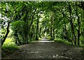 SH7118 : Mawddach Trail towards Dolgellau by Mat Fascione